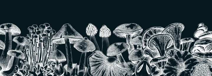 Edible mushrooms vector border on chalkboard. Vintage autumn forest plant banner. Fall banner design with hand drawn fungi sketches. Healthy food, fungal protein vector illustration for print 